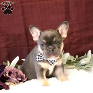 Domino, French Bulldog Puppy