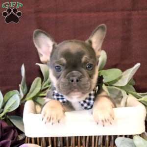 Domino, French Bulldog Puppy
