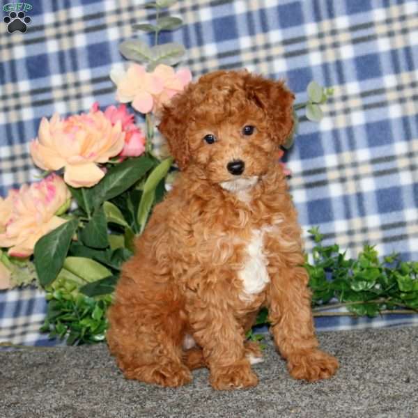 Donna, Miniature Poodle Puppy