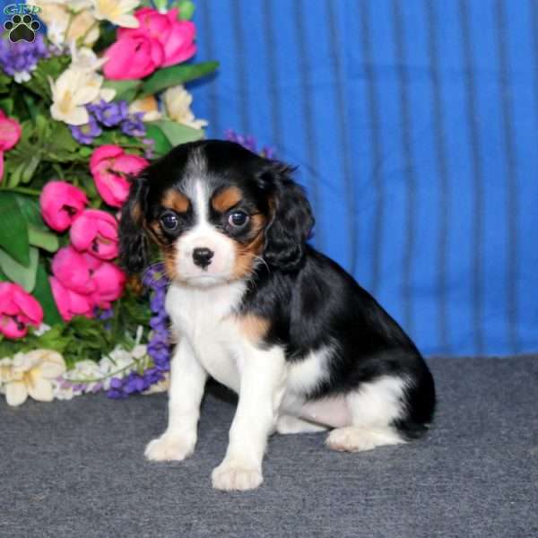 Donna, Cavalier King Charles Spaniel Puppy
