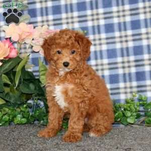 Donna, Miniature Poodle Puppy