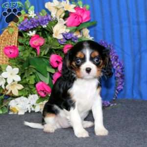 Donna, Cavalier King Charles Spaniel Puppy