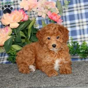 Donna, Miniature Poodle Puppy