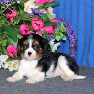 Donna, Cavalier King Charles Spaniel Puppy