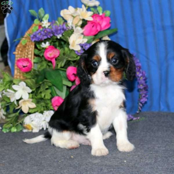 Donnie, Cavalier King Charles Spaniel Puppy