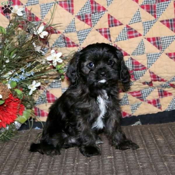 Donnie, Cavapoo Puppy