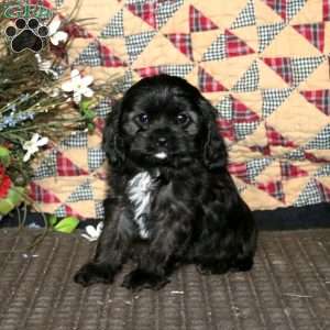 Donnie, Cavapoo Puppy