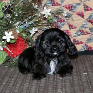 Donnie, Cavapoo Puppy