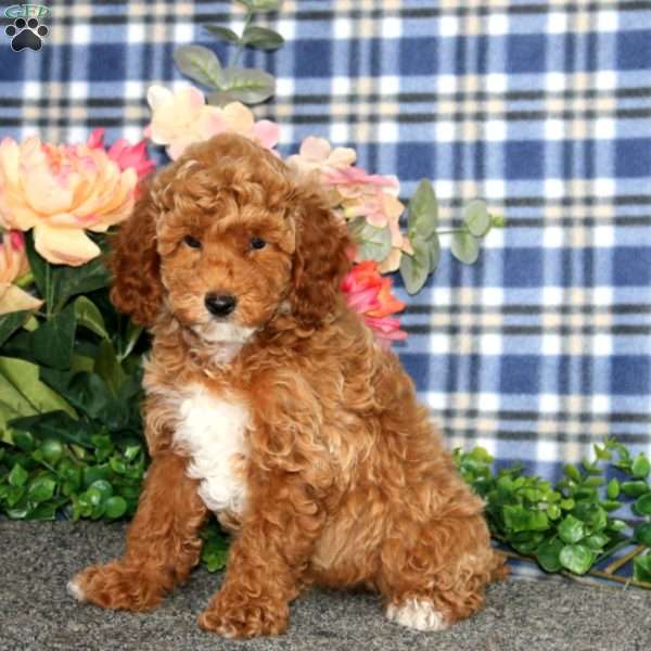 Dora, Miniature Poodle Puppy