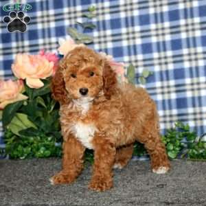 Dora, Miniature Poodle Puppy