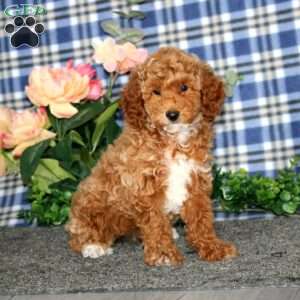 Dora, Miniature Poodle Puppy