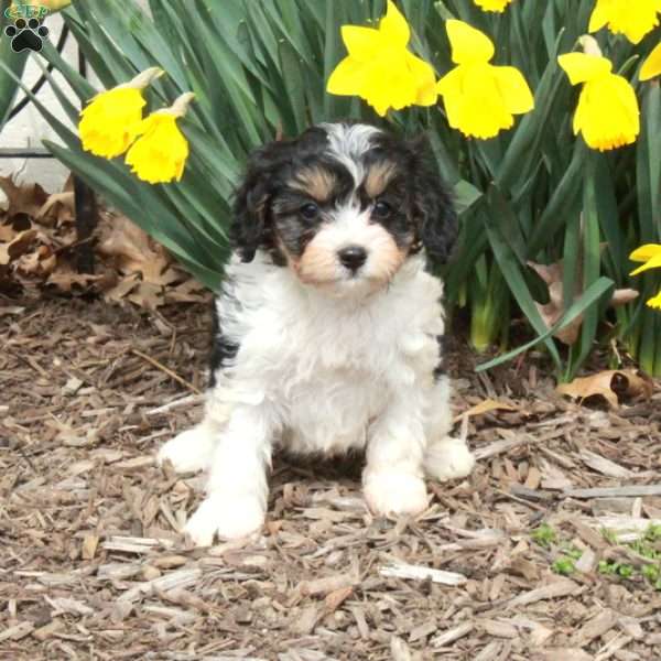 Dorcas, Cavapoo Puppy