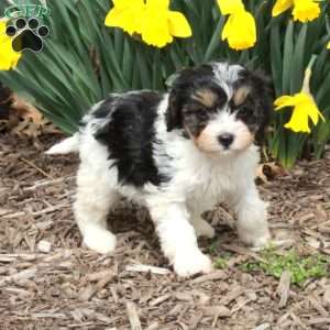 Dorcas, Cavapoo Puppy