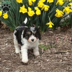 Dorcas, Cavapoo Puppy