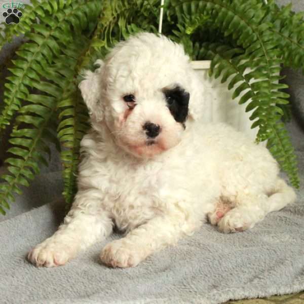 Dottie, Mini Bernedoodle Puppy