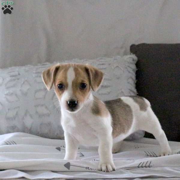 Dottie, Jack Russell Terrier Puppy