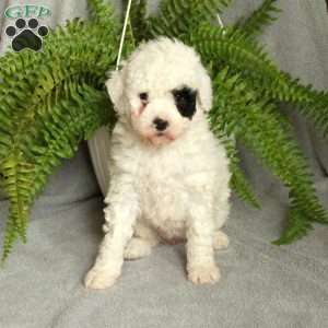 Dottie, Mini Bernedoodle Puppy