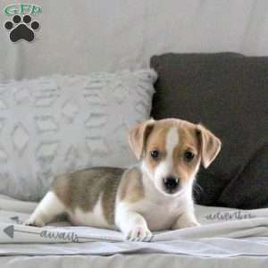 Dottie, Jack Russell Terrier Puppy