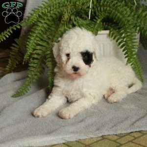 Dottie, Mini Bernedoodle Puppy