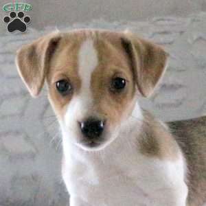 Dottie, Jack Russell Terrier Puppy