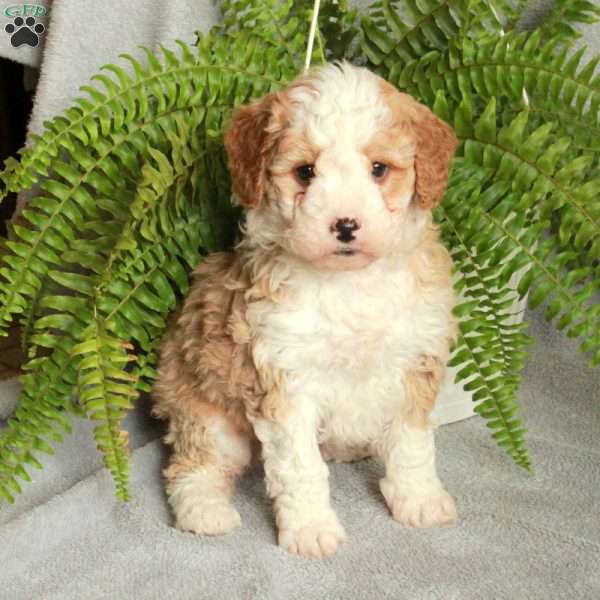 Drake, Mini Bernedoodle Puppy