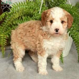 Drake, Mini Bernedoodle Puppy