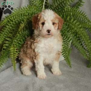 Drake, Mini Bernedoodle Puppy