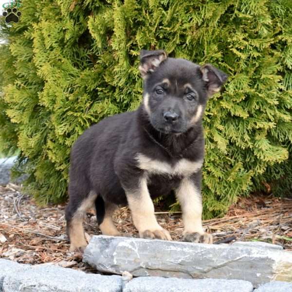 Drifter, German Shepherd Puppy