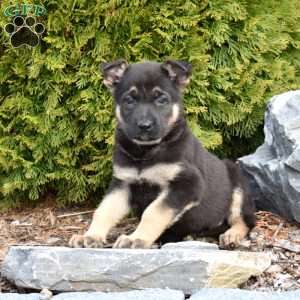 Drifter, German Shepherd Puppy