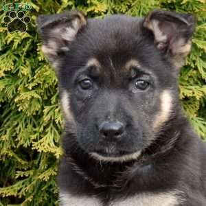 Drifter, German Shepherd Puppy