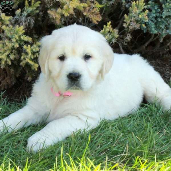 Duchess, English Cream Golden Retriever Puppy
