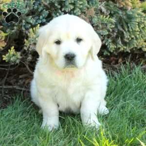 Duchess, English Cream Golden Retriever Puppy