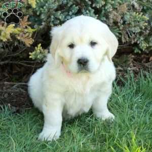 Duchess, English Cream Golden Retriever Puppy