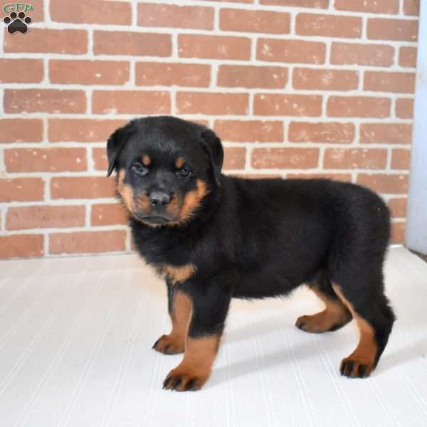 Duke, Rottweiler Puppy