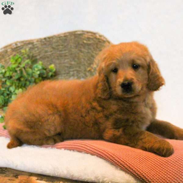 Duke, Mini Goldendoodle Puppy