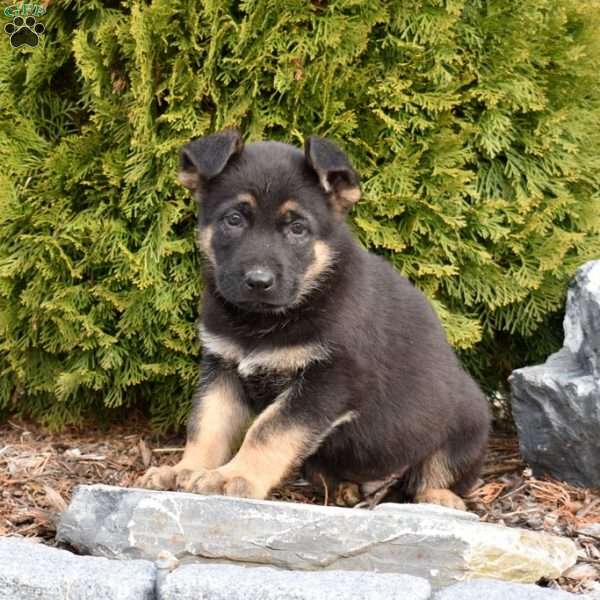 Duke, German Shepherd Puppy