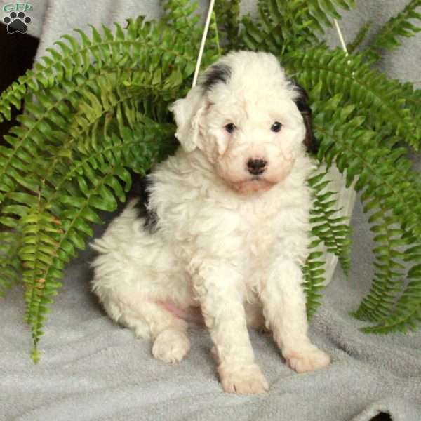 Duke, Mini Bernedoodle Puppy