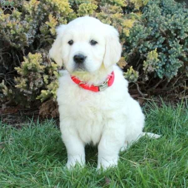 Duke, English Cream Golden Retriever Puppy