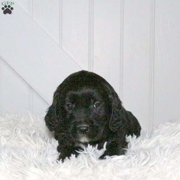 Duke, Miniature Golden Retriever Puppy
