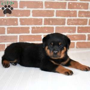 Duke, Rottweiler Puppy