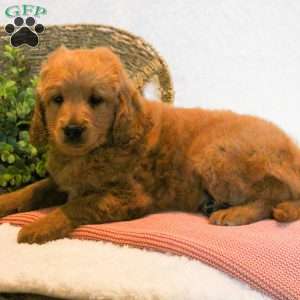 Duke, Mini Goldendoodle Puppy