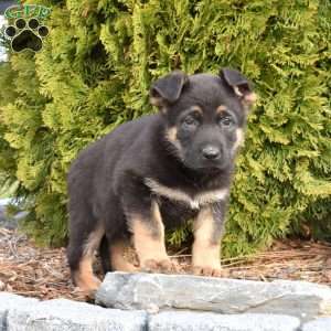 Duke, German Shepherd Puppy