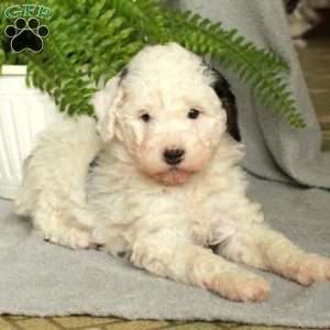 Duke, Mini Bernedoodle Puppy