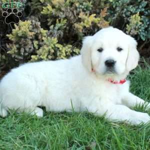 Duke, English Cream Golden Retriever Puppy