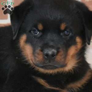 Duke, Rottweiler Puppy