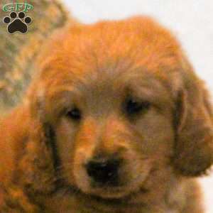 Duke, Mini Goldendoodle Puppy