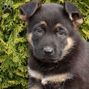 Duke, German Shepherd Puppy