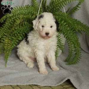 Duke, Mini Bernedoodle Puppy