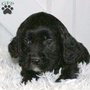 Duke, Miniature Golden Retriever Puppy