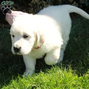 Duke, English Cream Golden Retriever Puppy